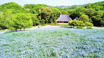 こうべアグリパークネモフィラの丘2025に投稿された画像（2025/5/1）