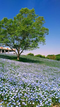 こうべアグリパークネモフィラの丘2025に投稿された画像（2025/5/1）