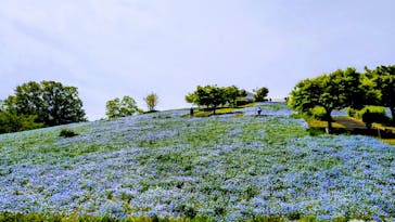 こうべアグリパークネモフィラの丘2025に投稿された画像（2025/5/1）