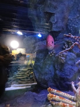 竹島水族館に投稿された画像（2025/5/1）