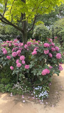 横浜イングリッシュガーデンに投稿された画像（2025/5/1）