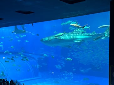 沖縄美ら海水族館に投稿された画像（2025/5/1）