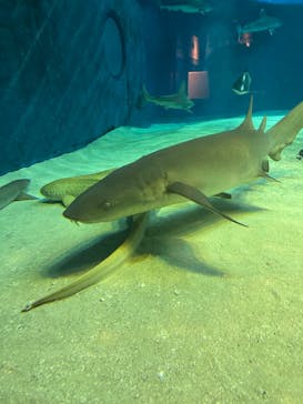 沖縄美ら海水族館に投稿された画像（2025/5/1）