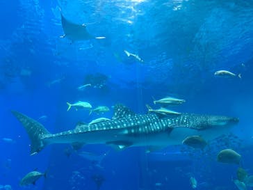 沖縄美ら海水族館に投稿された画像（2025/5/1）