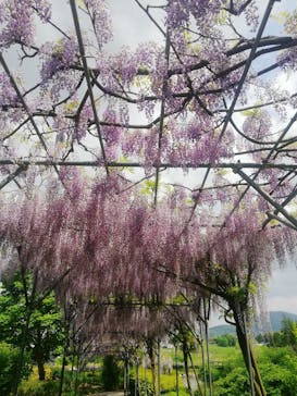 いばらきフラワーパークに投稿された画像（2025/5/1）