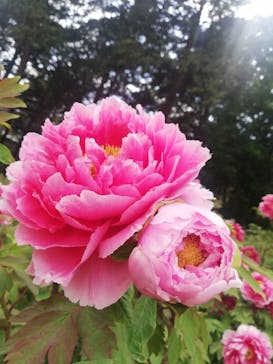 いばらきフラワーパークに投稿された画像（2025/5/1）