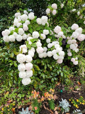 安城産業文化公園デンパークに投稿された画像（2025/5/1）