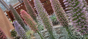 安城産業文化公園デンパークに投稿された画像（2025/5/1）