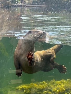 アクアマリンふくしまに投稿された画像（2025/5/1）