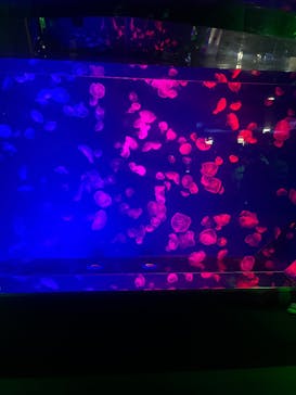 名古屋港水族館に投稿された画像（2025/5/1）