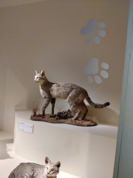 特別展「古代DNA－日本人のきた道」（国立科学博物館）に投稿された画像（2025/5/1）