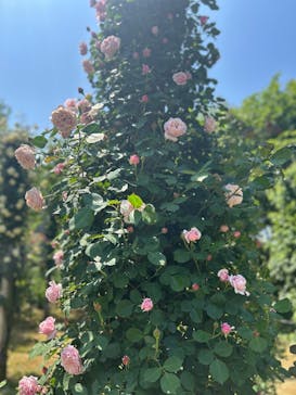 京成バラ園に投稿された画像（2025/5/1）