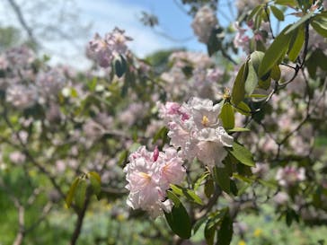 京成バラ園に投稿された画像（2025/5/1）