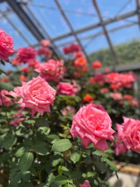 京成バラ園に投稿された画像（2025/5/1）