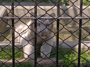 東武動物公園に投稿された画像（2025/5/1）