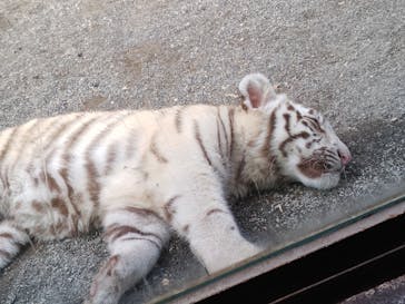 東武動物公園に投稿された画像（2025/5/1）
