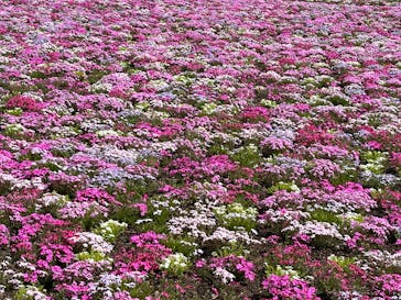 富士芝桜まつり(富士本栖湖リゾート)に投稿された画像（2025/5/1）