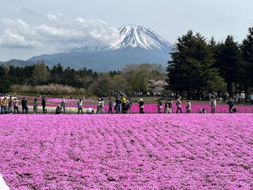 富士芝桜まつり(富士本栖湖リゾート)に投稿された画像（2025/5/1）