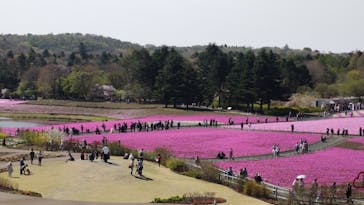 富士芝桜まつり(富士本栖湖リゾート)に投稿された画像（2025/5/1）