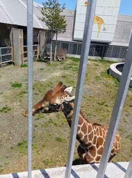 霞ケ浦 どうぶつとみんなのいえに投稿された画像（2025/5/1）