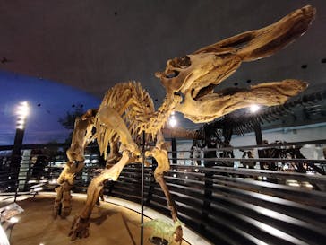 福井県立恐竜博物館に投稿された画像（2025/5/1）