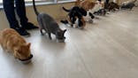 Cat Café MOFF 水戸オーパ店に投稿された画像（2025/5/1）