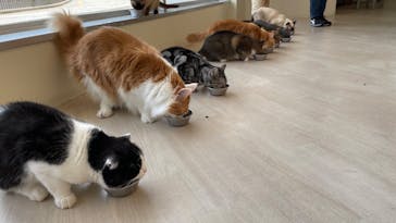 Cat Café MOFF 水戸オーパ店に投稿された画像（2025/5/1）