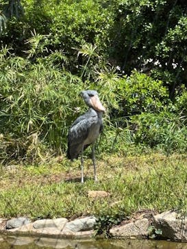 恩賜上野動物園に投稿された画像（2025/5/1）