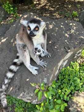 伊豆シャボテン動物公園に投稿された画像（2025/5/1）
