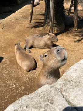 伊豆シャボテン動物公園に投稿された画像（2025/5/1）