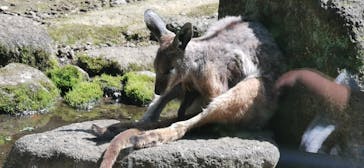 東京動物園協会_多摩動物公園に投稿された画像（2025/5/1）