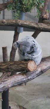 東京動物園協会_多摩動物公園に投稿された画像（2025/5/1）