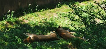 東京動物園協会_多摩動物公園に投稿された画像（2025/5/1）