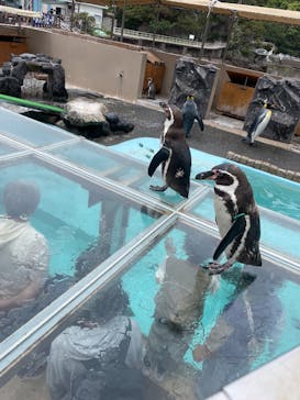 下田海中水族館に投稿された画像（2025/5/1）