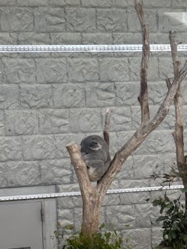 淡路ファームパーク イングランドの丘に投稿された画像（2025/5/1）