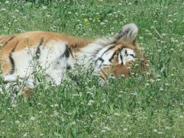 岩手サファリパークに投稿された画像（2025/5/1）