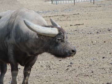 岩手サファリパークに投稿された画像（2025/5/1）