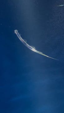 サンシャイン水族館に投稿された画像（2025/5/1）