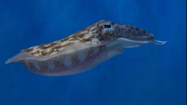 サンシャイン水族館に投稿された画像（2025/5/1）