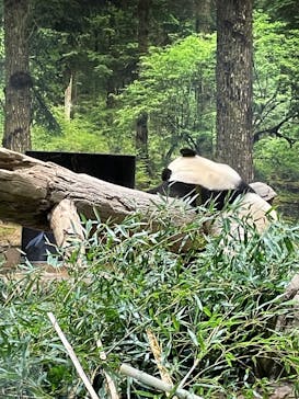 恩賜上野動物園に投稿された画像（2025/5/1）