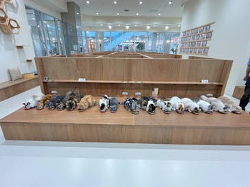Cat Café MOFF イーアス沖縄豊崎店に投稿された画像（2025/5/1）