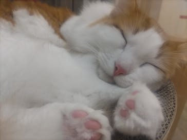 Cat Café MOFF 枚方モール店に投稿された画像（2025/5/1）