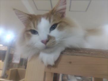 Cat Café MOFF 枚方モール店に投稿された画像（2025/5/1）