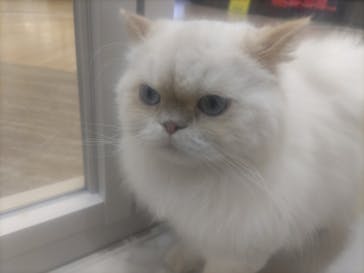 Cat Café MOFF 枚方モール店に投稿された画像（2025/5/1）