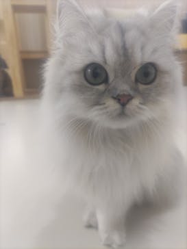 Cat Café MOFF 枚方モール店に投稿された画像（2025/5/1）