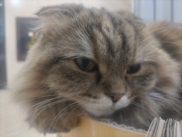 Cat Café MOFF 枚方モール店に投稿された画像（2025/5/1）