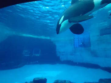 名古屋港水族館に投稿された画像（2025/5/2）