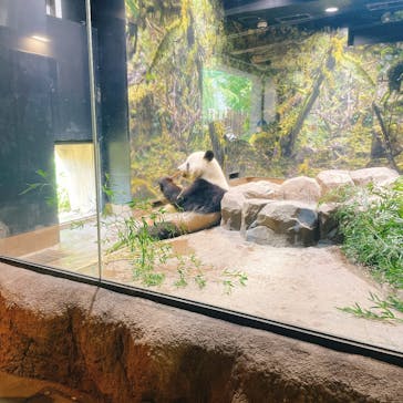 恩賜上野動物園に投稿された画像（2025/5/2）