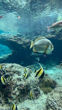 沖縄美ら海水族館に投稿された画像（2025/5/2）