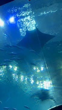 沖縄美ら海水族館に投稿された画像（2025/5/2）